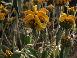 Vivers Càrex - Phlomis fructicosa